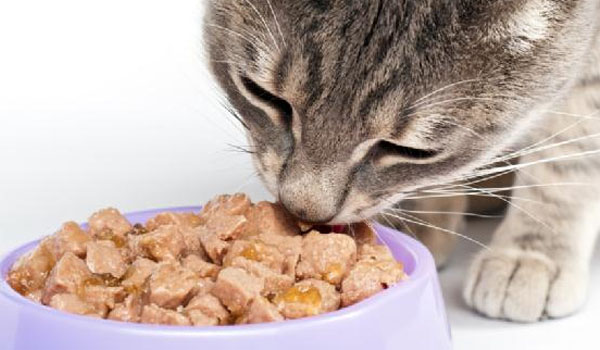 Aliments pour chats Excideuil