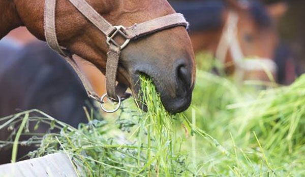 Aliments pour chevaux Excideuil